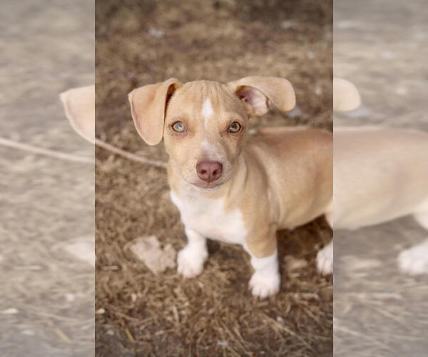 Medium Photo #2 Chihuahua-Unknown Mix Puppy For Sale in Andover, MN, USA