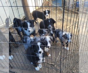 Miniature American Shepherd Puppy for sale in PLAINFIELD, IN, USA