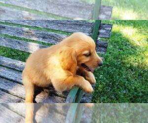 Golden Retriever Puppy for sale in LEON, KS, USA
