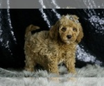 Small #3 Goldendoodle (Miniature)
