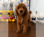 Small #4 Goldendoodle mix (+ Poodle Miniature)