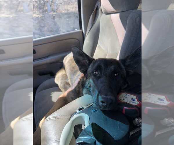 Medium Photo #1 German Shepherd Dog-Unknown Mix Puppy For Sale in Imlay City, MI, USA