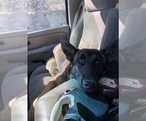 German Shepherd Dog-Unknown Mix Dogs for adoption in Imlay City, MI, USA