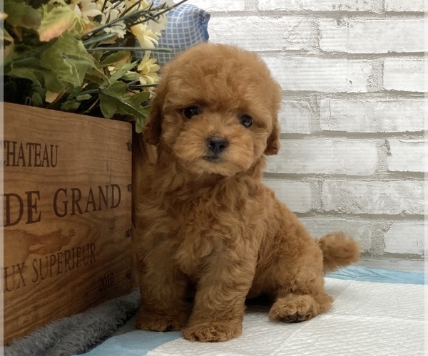 Medium Photo #1 Poodle (Toy) Puppy For Sale in SAN MATEO, CA, USA