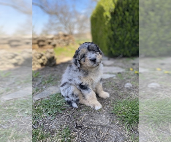 Medium Photo #8 Aussiedoodle Puppy For Sale in CONWAY, MO, USA