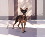 Small Photo #11 Doberman Pinscher-Unknown Mix Puppy For Sale in Lake Forest, CA, USA