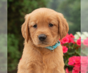 Golden Retriever Puppy for sale in NEWPORT, PA, USA