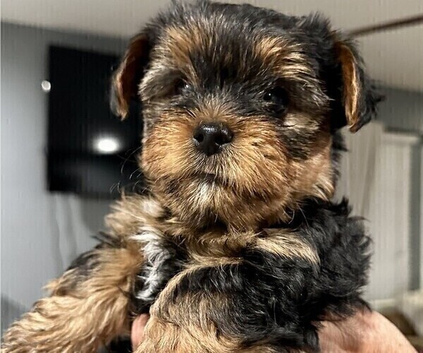 Medium Photo #7 Yorkshire Terrier Puppy For Sale in MERCED, CA, USA