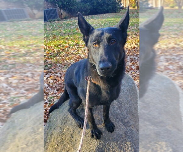 Medium Photo #4 German Shepherd Dog Puppy For Sale in Winston Salem, NC, USA