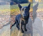 Small #3 German Shepherd Dog