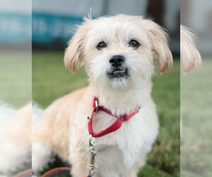 Mutt Dogs for adoption in Philadelphia, PA, USA