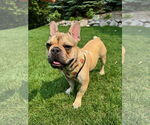 Small #2 French Bulldog