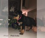 Small Photo #7 Rottweiler Puppy For Sale in VICTORVILLE, CA, USA