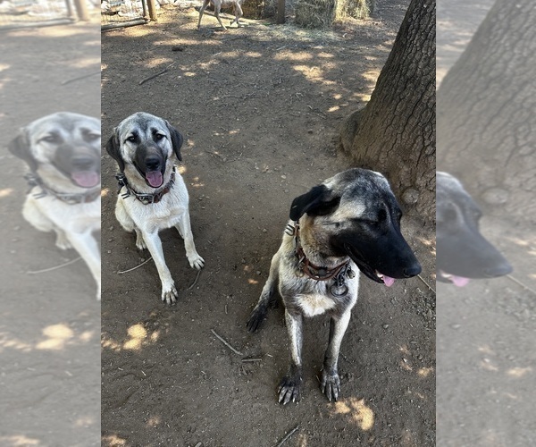 Medium Photo #1 Anatolian Shepherd Puppy For Sale in SELMA, OR, USA