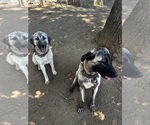 Small Photo #1 Anatolian Shepherd Puppy For Sale in SELMA, OR, USA