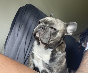 Father of the French Bulldog puppies born on 02/06/2025