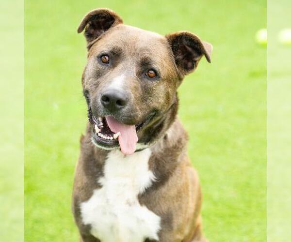 Medium Photo #3 Mutt Puppy For Sale in Camarillo, CA, USA