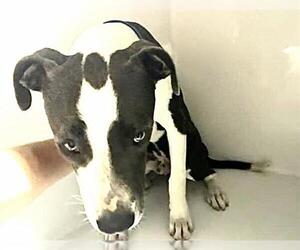American Pit Bull Terrier-Unknown Mix Dogs for adoption in Houston, TX, USA