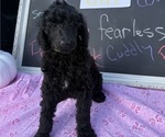 Puppy Yellow Poodle (Standard)