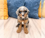 Image preview for Ad Listing. Nickname: Litter of 3