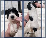 Small Photo #10 Springerdoodle Puppy For Sale in FORT SCOTT, KS, USA