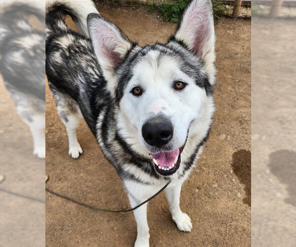 Medium Photo #1 Akita-Alaskan Malamute Mix Puppy For Sale in Sacramento, CA, USA