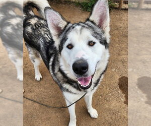 Akita-Alaskan Malamute Mix Dogs for adoption in Sacramento, CA, USA