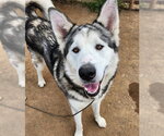 Small Akita-Alaskan Malamute Mix