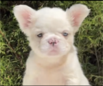 Small Photo #4 French Bulldog Puppy For Sale in CHARLOTTESVILLE, VA, USA