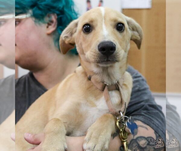 Medium Photo #8 Labrador Retriever-Unknown Mix Puppy For Sale in Washington, DC, USA