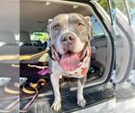Small #2 American Pit Bull Terrier Mix