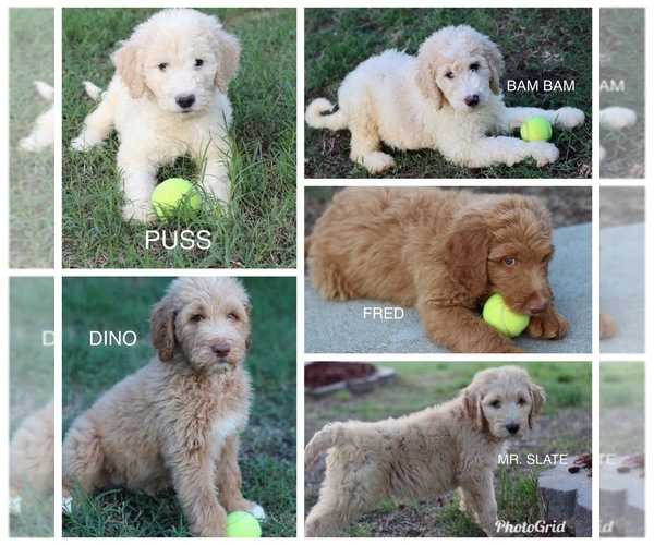Medium Photo #1 Goldendoodle Puppy For Sale in KNIGHTDALE, NC, USA