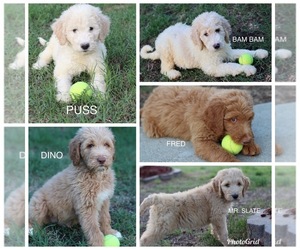 Goldendoodle Puppy for sale in KNIGHTDALE, NC, USA