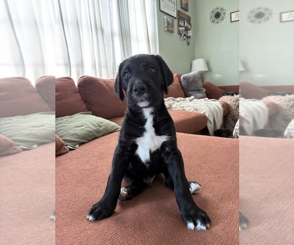 Medium Photo #2 Great Dane-Sheepadoodle Mix Puppy For Sale in EGG HARBOR CITY, NJ, USA