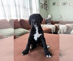 Small Photo #8 Great Dane-Sheepadoodle Mix Puppy For Sale in EGG HARBOR CITY, NJ, USA