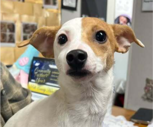 Cheagle Dogs for adoption in Bolivar, MO, USA