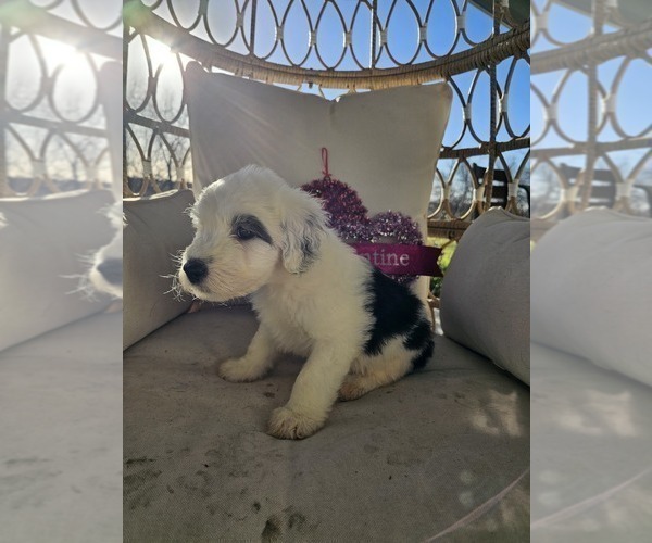 Medium Photo #31 Sheepadoodle Puppy For Sale in THORNDALE, TX, USA
