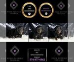 Small Photo #98 Dachshund Puppy For Sale in WARSAW, IN, USA