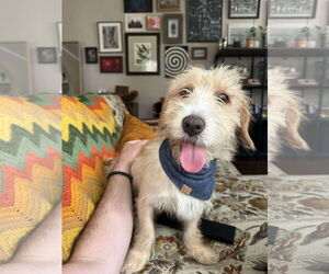 Mutt Dogs for adoption in Minneapolis, MN, USA
