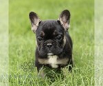 Small #3 French Bulldog