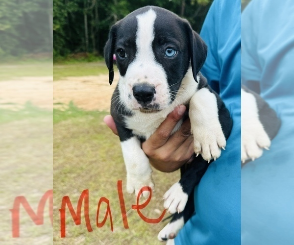 Medium Photo #1 Alapaha Blue Blood Bulldog Puppy For Sale in ALBANY, GA, USA