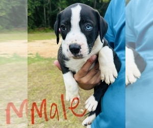 Alapaha Blue Blood Bulldog Puppy for sale in ALBANY, GA, USA