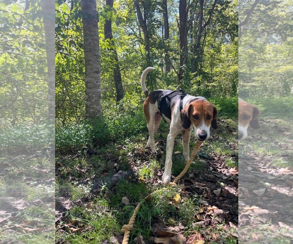 Medium Photo #1 Mutt Puppy For Sale in Rustburg, VA, USA