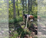 Mitchell: At shelter - Male Mutt Dog for Adoption - Small photo
