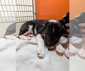 Border Collie-Unknown Mix Dogs for adoption in Frisco, CO, USA