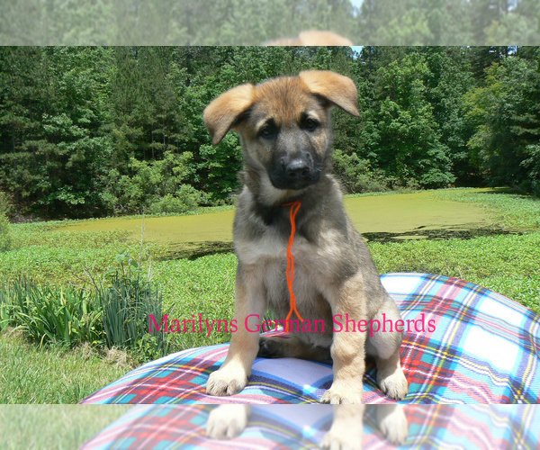 Medium Photo #7 German Shepherd Dog Puppy For Sale in PIEDMONT, MO, USA
