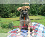 Small #6 German Shepherd Dog