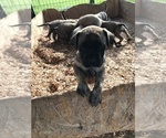 Small Photo #3 Mastiff Puppy For Sale in NORTH VERNON, IN, USA