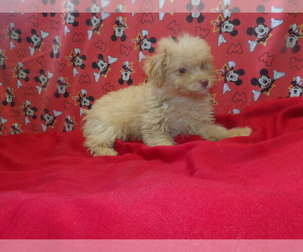 Medium Photo #4 F2 Aussiedoodle Puppy For Sale in PATERSON, NJ, USA