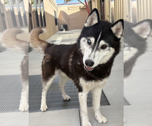 Medium Photo #3 Siberian Husky Puppy For Sale in Salinas, CA, USA